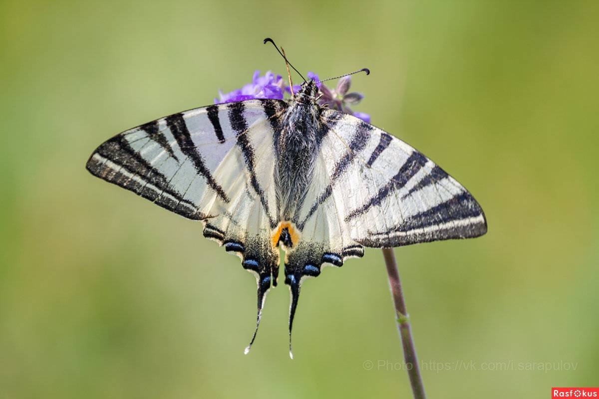 Бабочка подалирий: редкий и прекрасный гость садов и парков