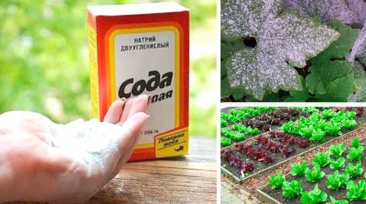 Сода от муравьёв на огороде — инструкция для садовода