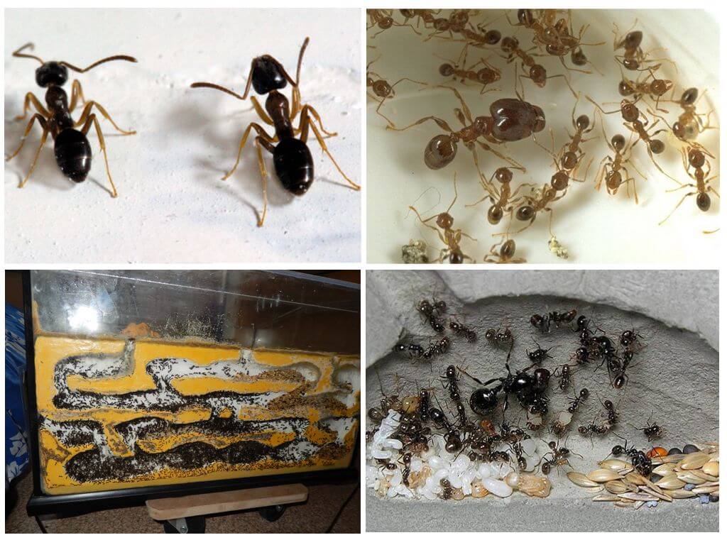 Как и чем питаются муравьи в домах и в саду?