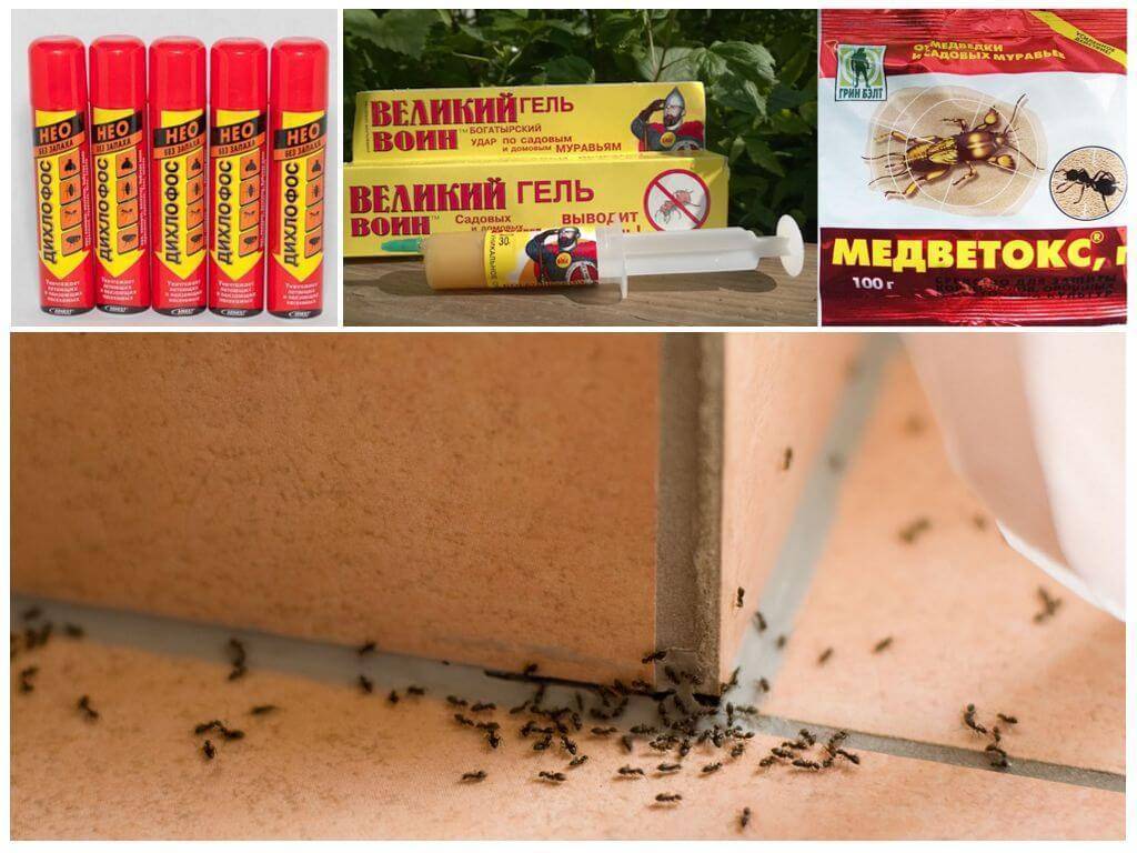 Борьба с муравьями в квартире народными средствами — всё от а до я русский фермер