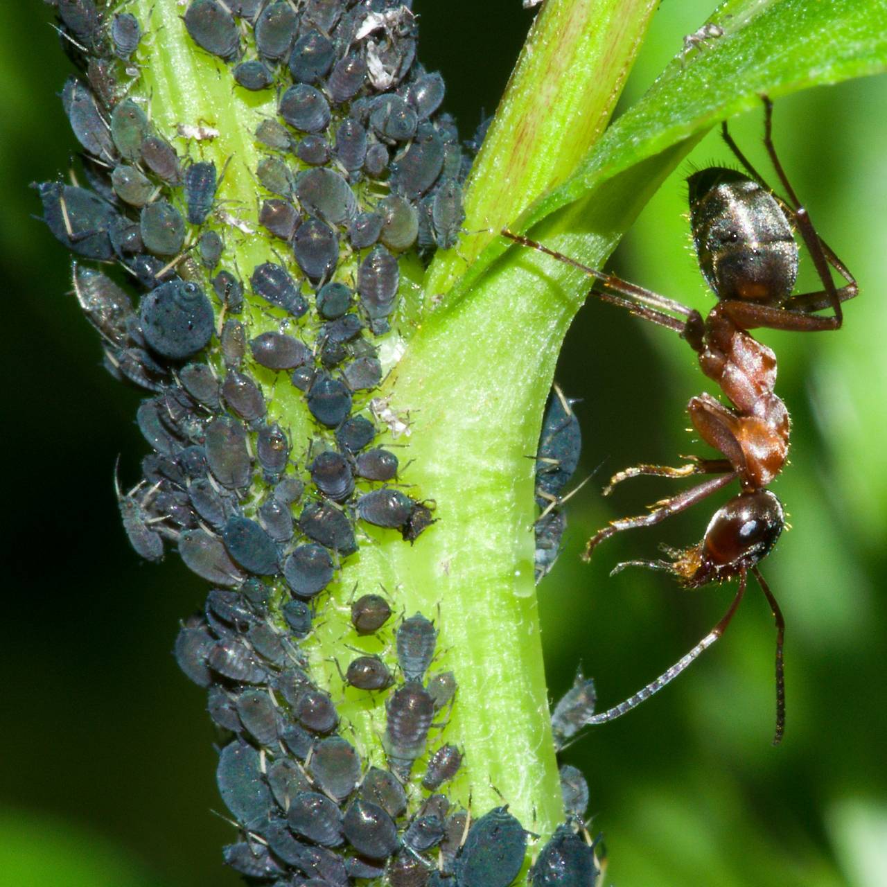Черные большие муравьи на даче и в доме - как избавиться народными средствами