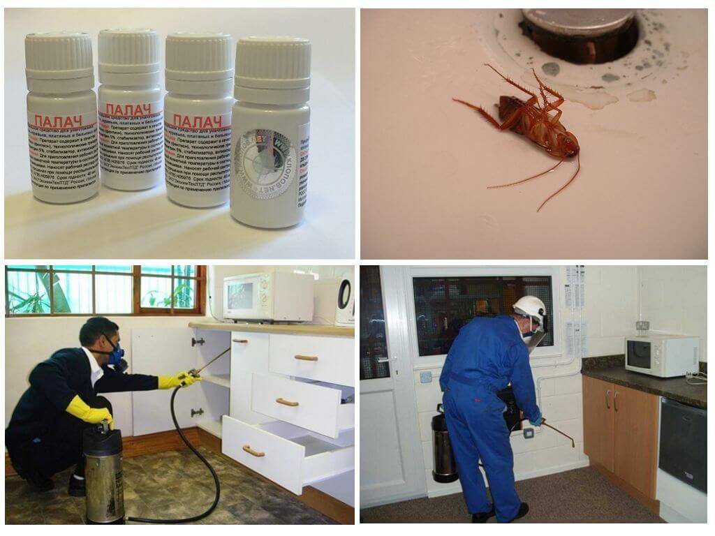 Чем травить тараканов в домашних условиях в квартире или доме лучше всего?