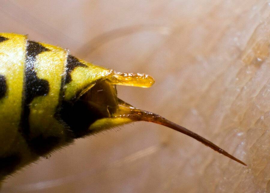 Шмель трутень. Bee Stinger. Яйцеклад пчелы. Bee Sting.