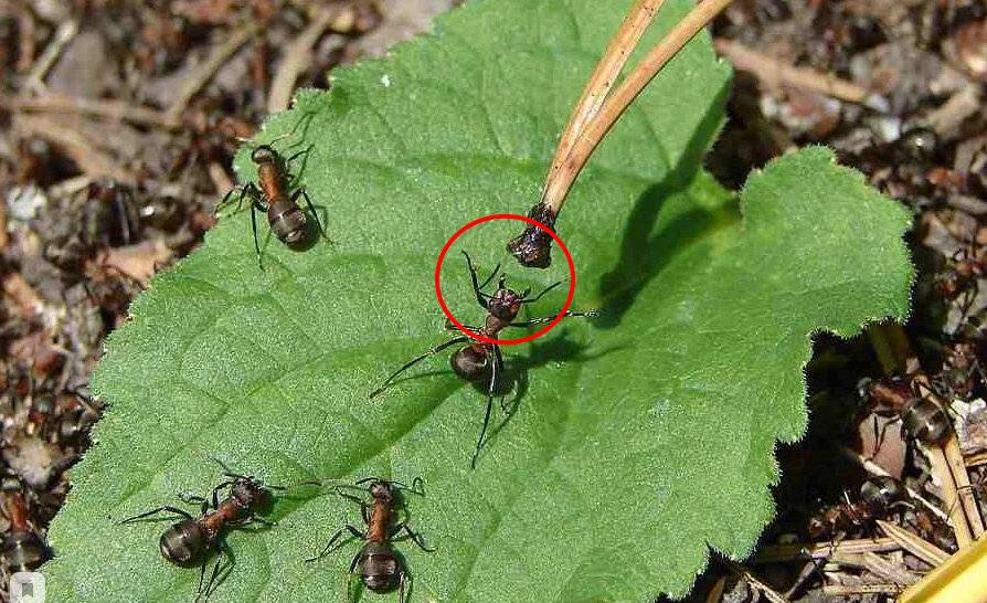 Как с помощью пшена бороться с садовыми муравьями: пошаговая инструкция