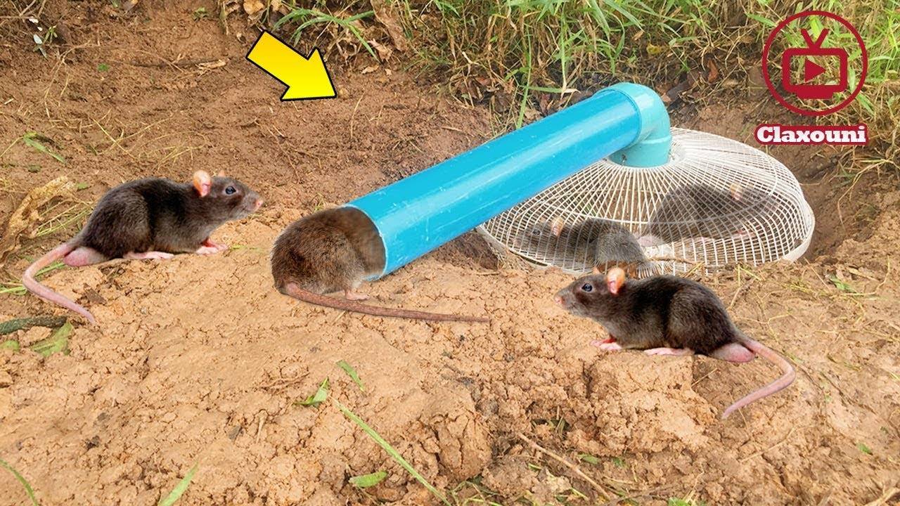 Способы избавления от мышей на даче раз и навсегда