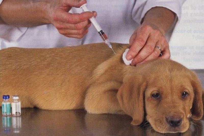 Как сделать прививку собаке самостоятельно