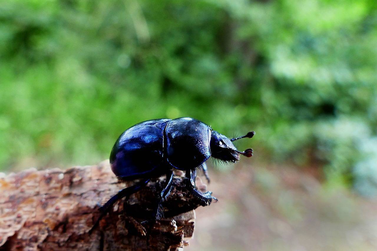 Навозный жук - самое сильное насекомое – удивительные факты