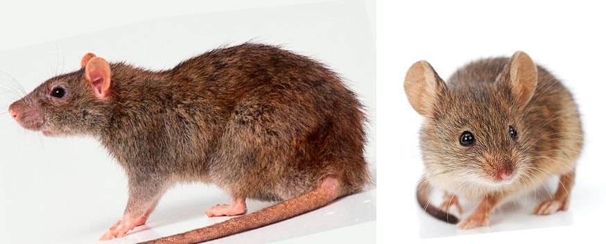 Мышка полевка — описание, как выглядит, чем питается, сколько живет полевая мышь