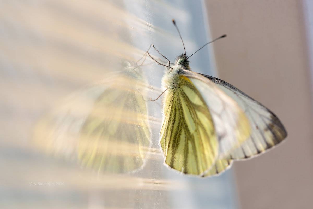 Бабочка павлиний глаз: фото и образ жизни