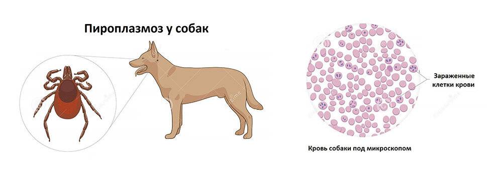Анализ крови у собак при пироплазмозе