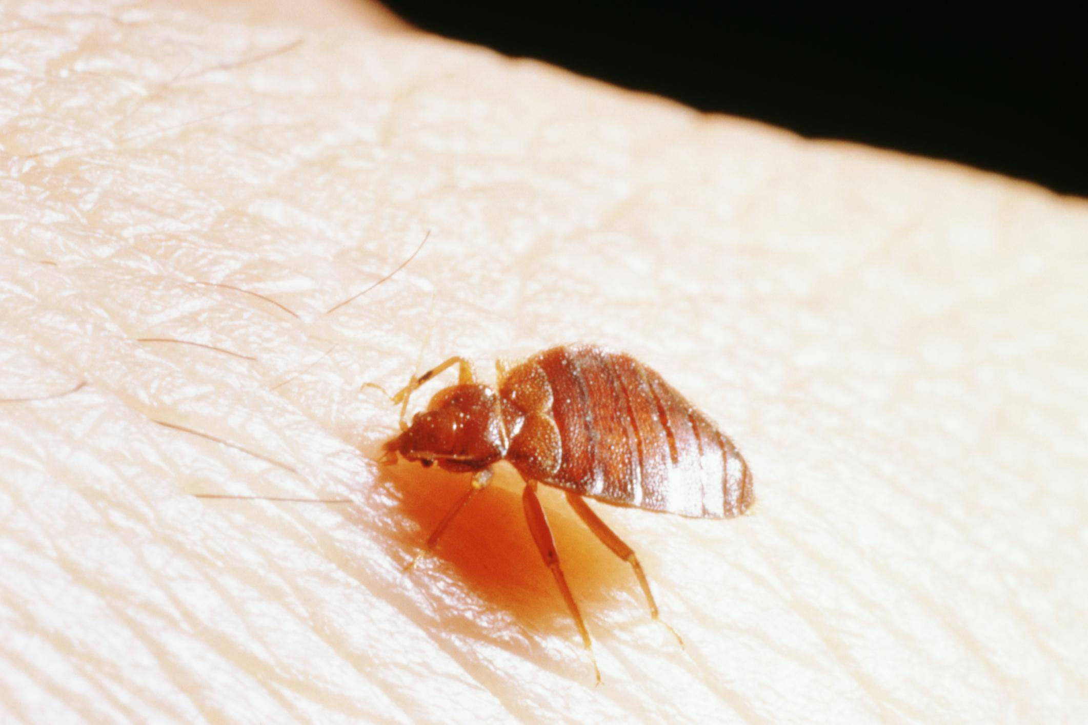 Фото и названия домашних насекомых: какие паразиты могут завестись в квартире и частном доме и как с ними бороться?