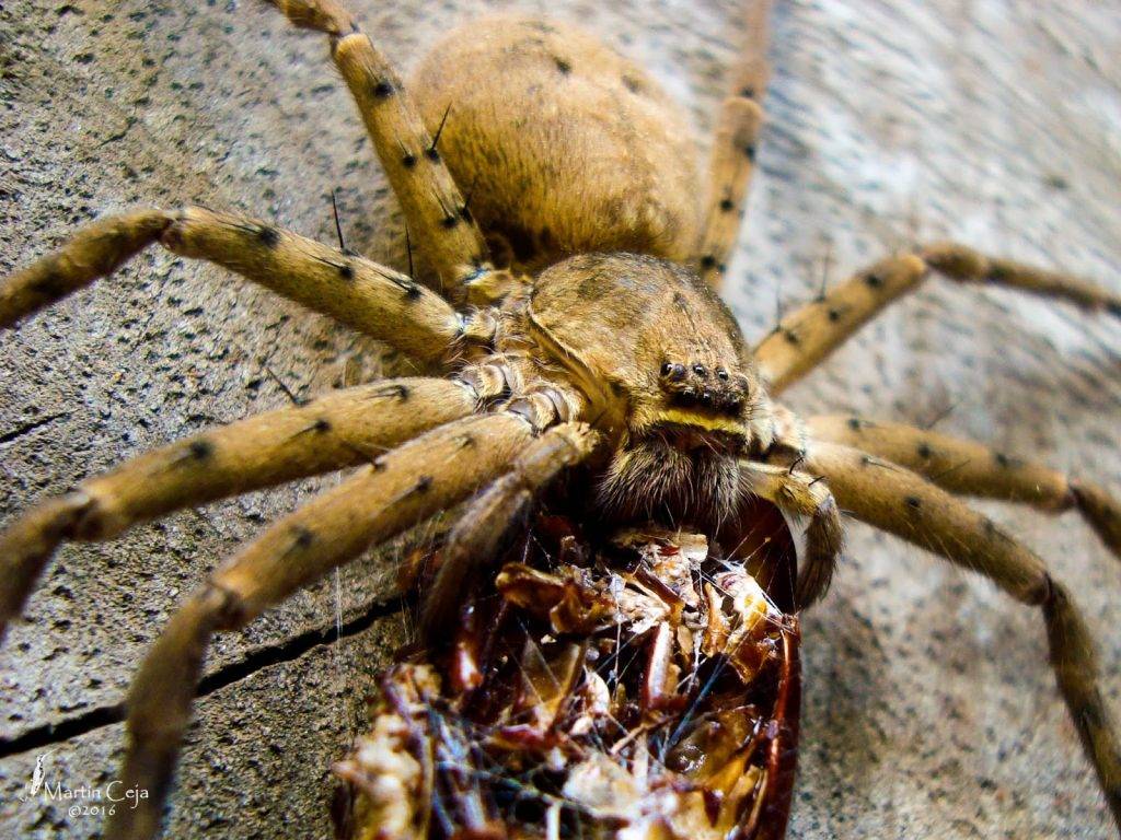 Погребной паук: насколько он опасен для человека и питомцев?