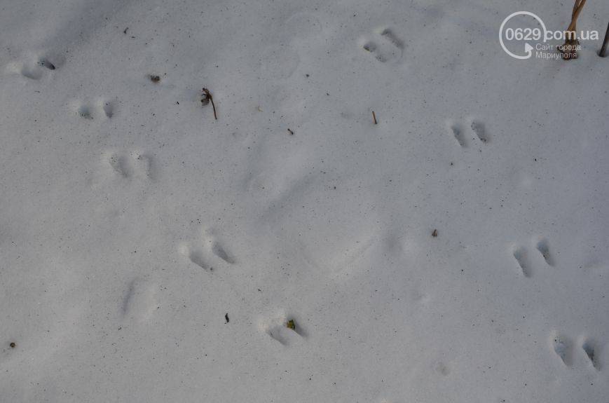 Как выглядят следы крысы на снегу?