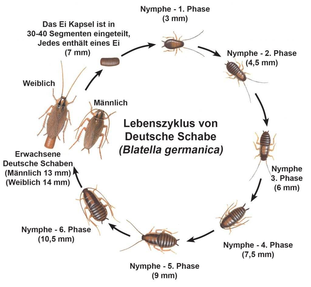 Как размножаются тараканы в квартире: половые различия тараканов и их развитие