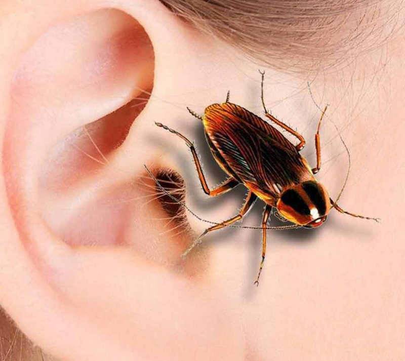 Что делать при попадании насекомого в ухо – dez service