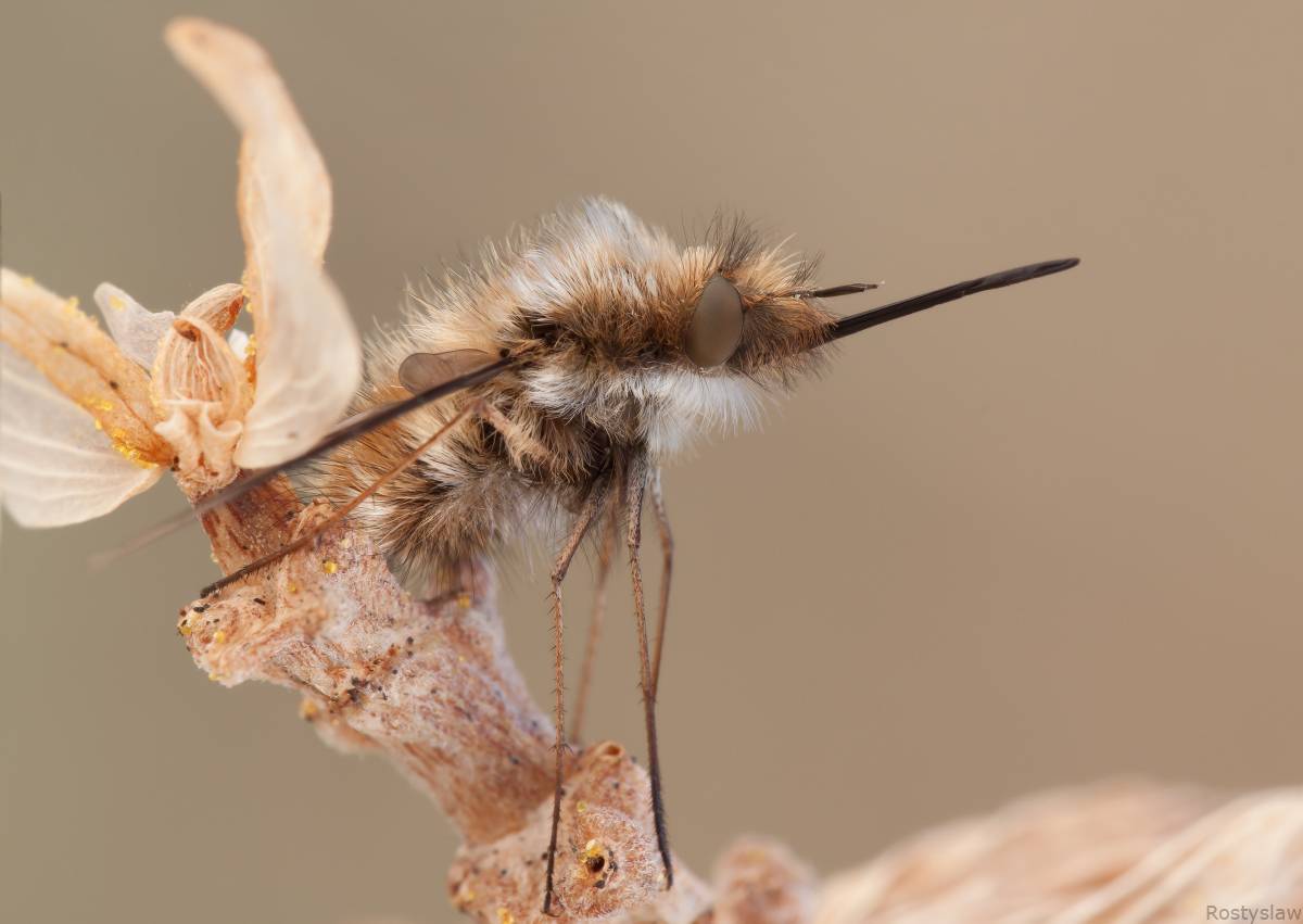 Небесный усач: фото и образ жизни великолепного насекомого