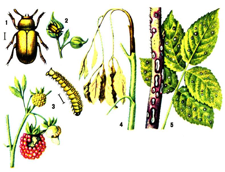 Садовые вредители: малинная муха. вредоносность и методы борьбы
