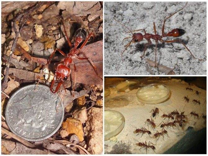 Чёрный муравей-бульдог — википедия