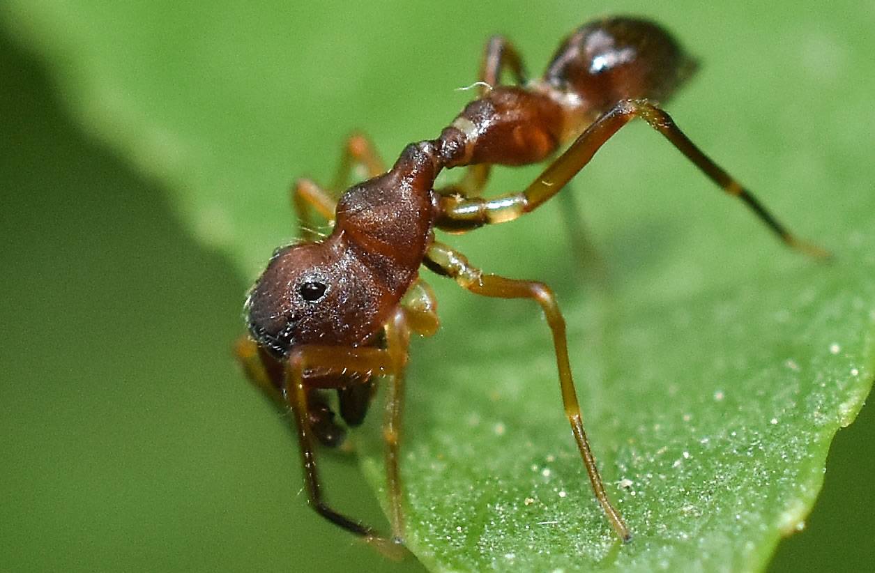 Откуда могут появиться муравьи в квартире и как с ними бороться?