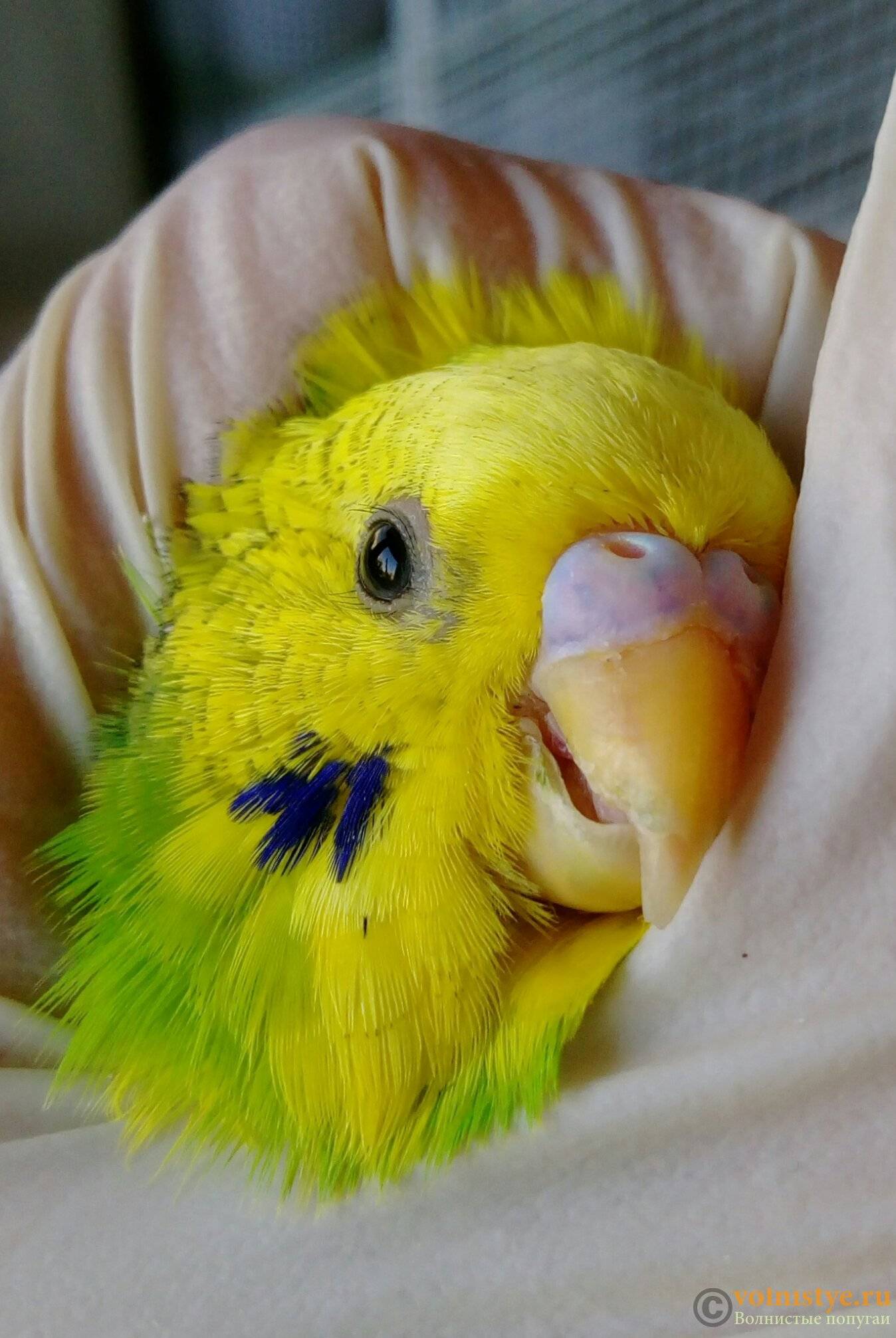 Опасность и методы борьбы с клещами у попугаев