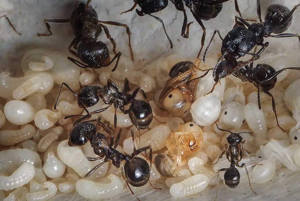 Чем питаются муравьи в природе