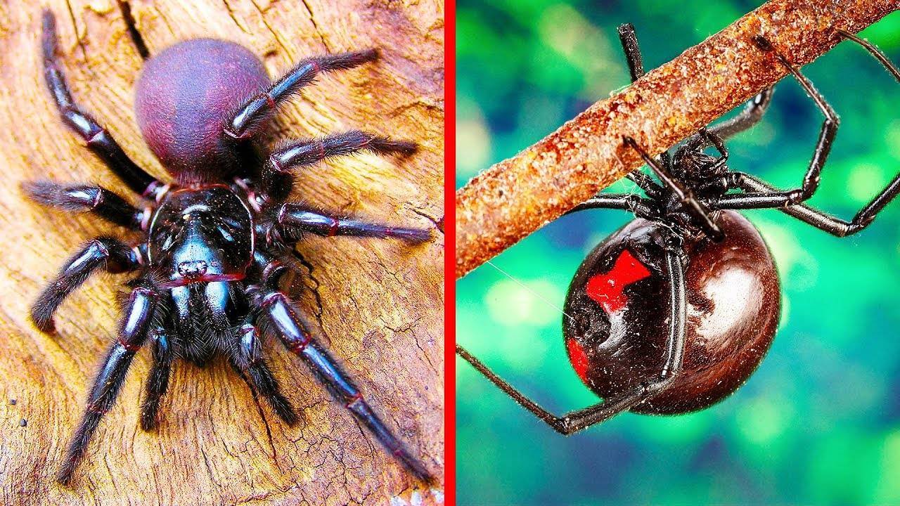 Топ-10 самых опасных ядовитых пауков в мире