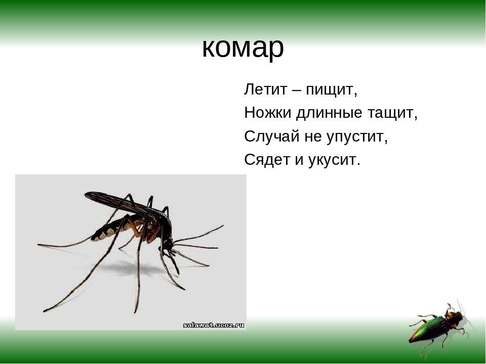Почему муха жужжит а комар пищит. почему муха издает жужжание, а комар – пищание? откуда берется звук