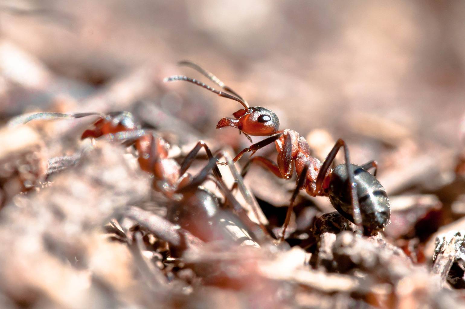15 интересных фактов о муравьях - zefirka