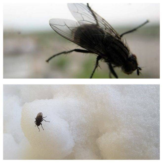 Эффективные способы борьбы с мухами на даче