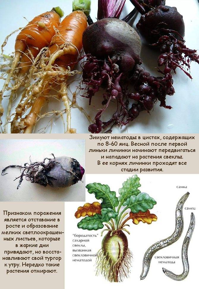 Самые опасные вредители сельскохозяйственных растений