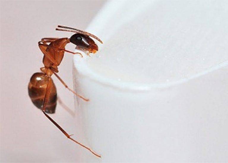 Как прогнать рыжих мелких муравьев из квартиры народными средствами