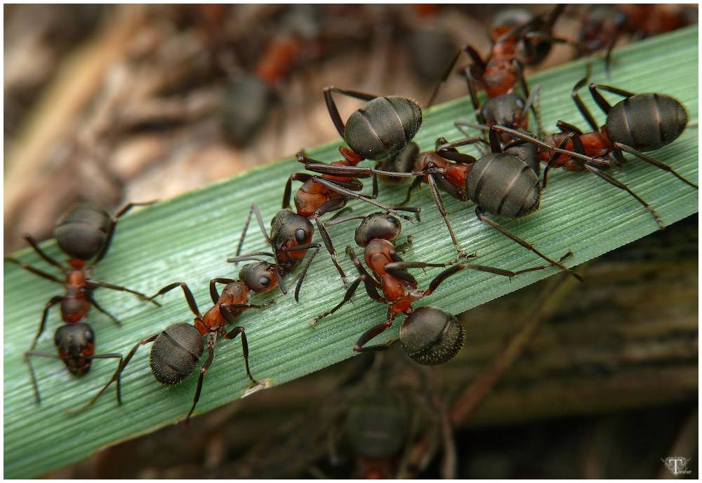 Рыжие лесные муравьи: образ жизни, польза и вред