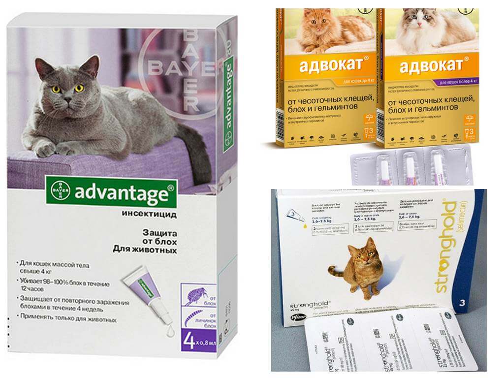 Средства от блох для кошек: полный перечь препаратов, правила использования, народные методы лечения, профилактика