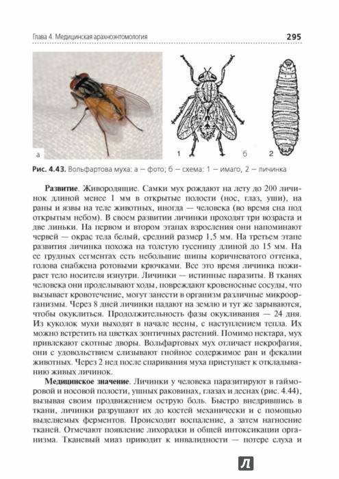 Вольфартова муха – фото и описание