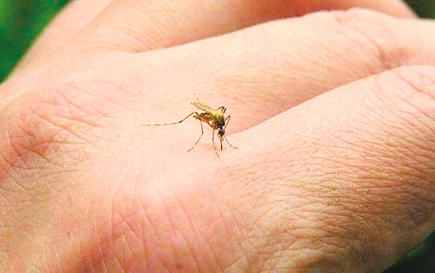 Почему комары одних кусают, а других нет