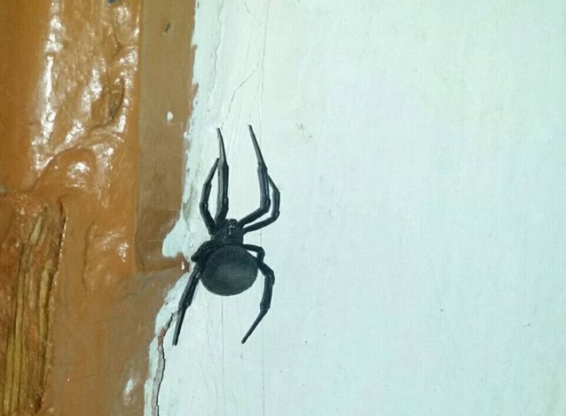 Чёрный паук в доме: вид и характер незваного гостя