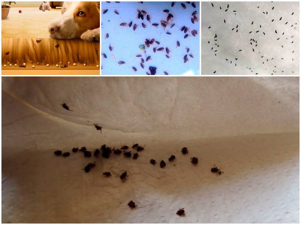 Постельные блохи, как избавиться от бельевых паразитов в домашних условиях + фото