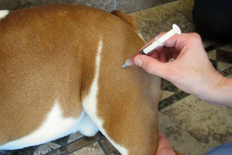 Прививка для собак от клещей