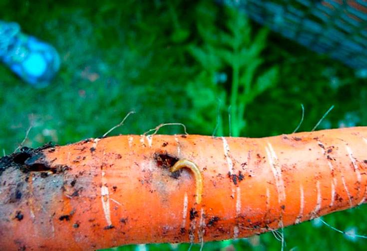 Борьба с тлей на моркови