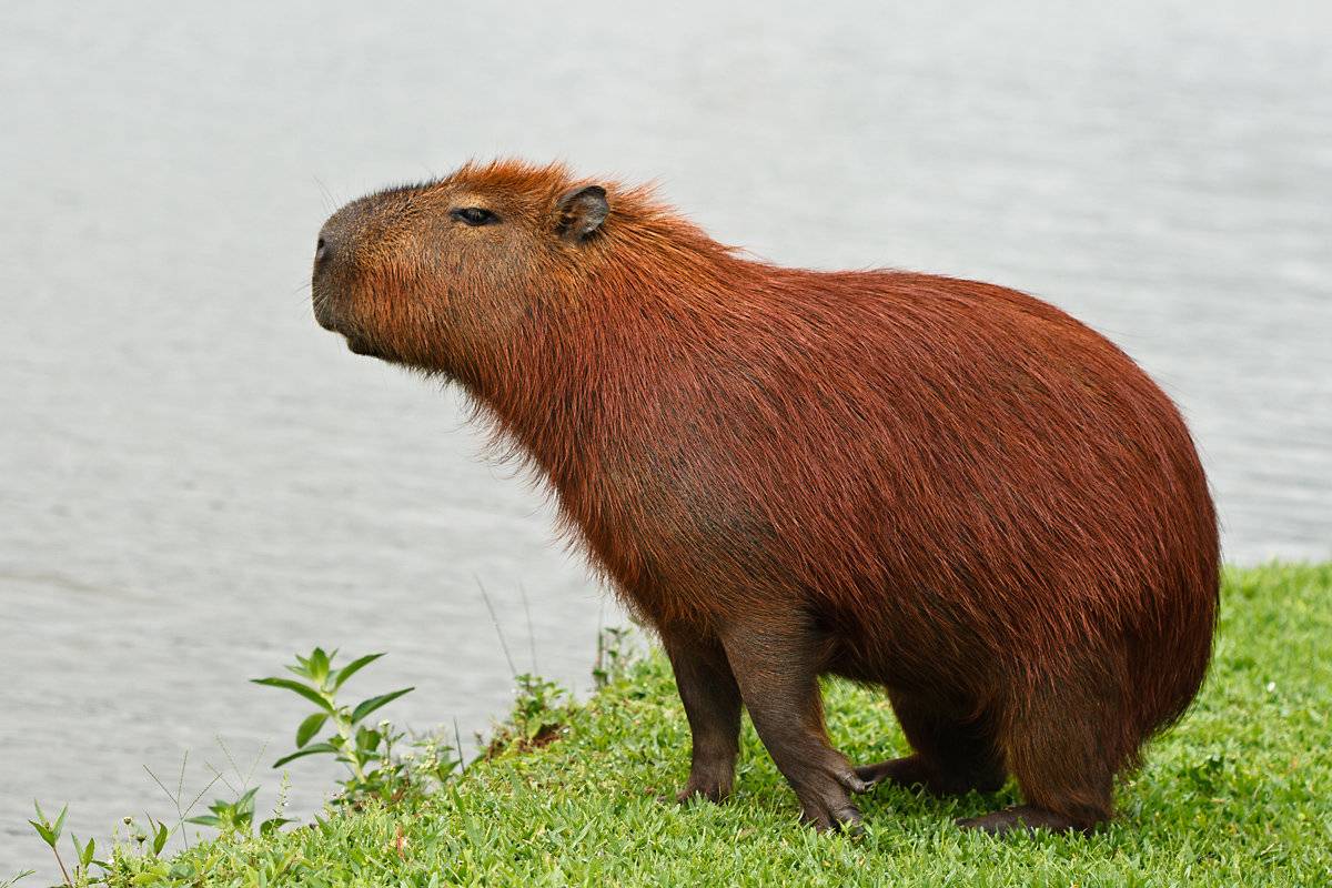 Капибара - самый крупный грызун в мире, места обитания и образ жизни