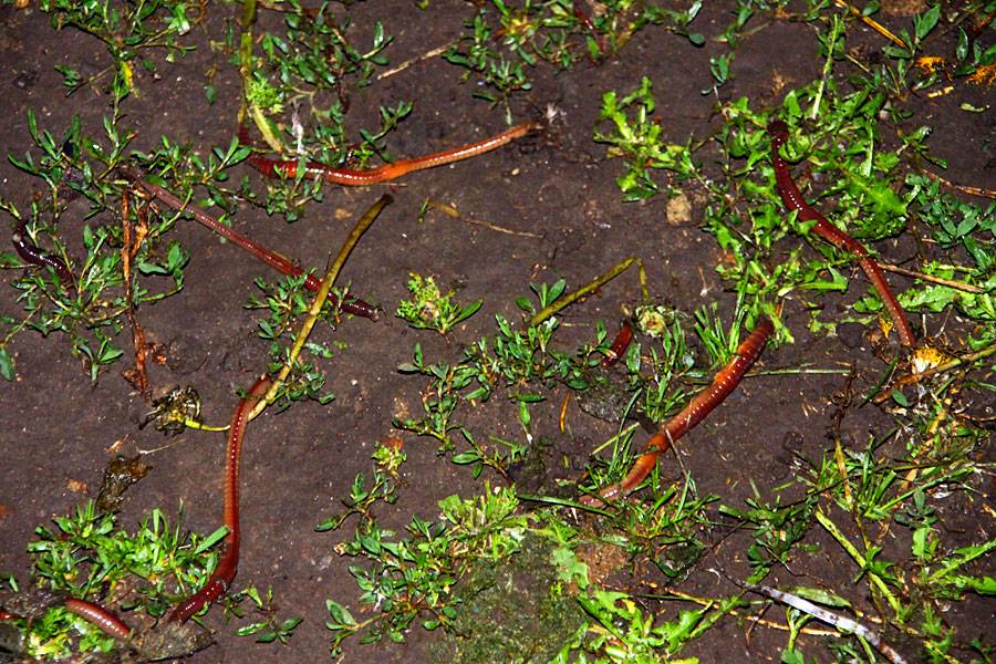Почему дождевые черви вылезают из земли?
