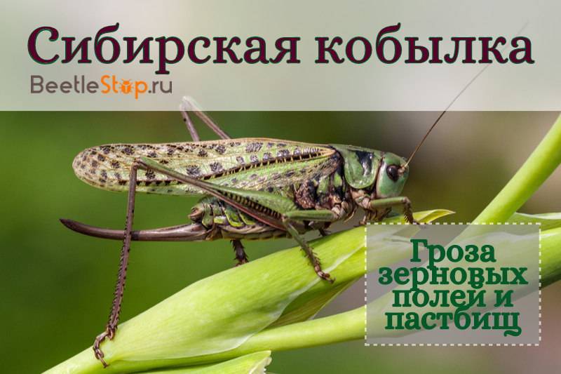 Кобылка сибирская – враг сельских полей на востоке россии. саранча насекомое. образ жизни и среда обитания саранчи