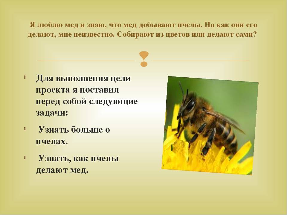 Что делают пчелы. Пчелы кратко для детей. Что делают пчёлы?. Сообщение о пчелах. Пчелы и Пчеловодство.