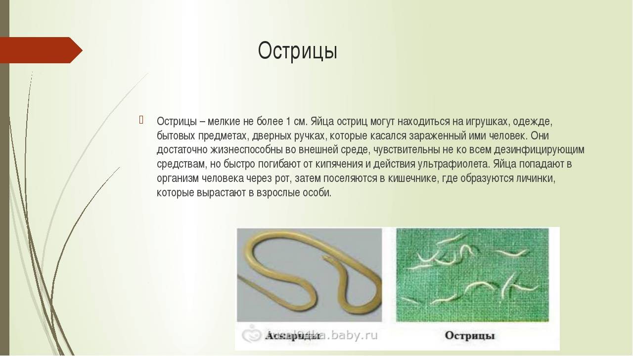 Какие анализы сдать на паразитов | сдать анализы на паразитов «омикрон - томоград»