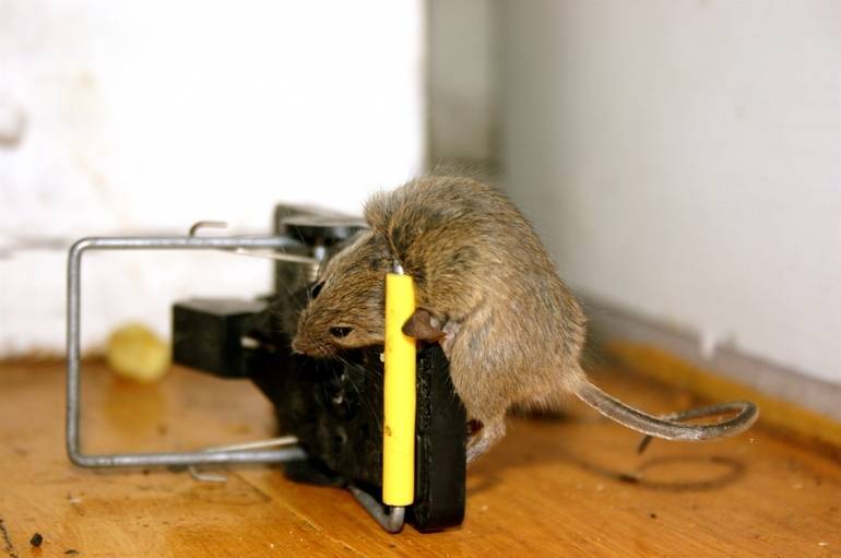Как убрать запах мышей в доме