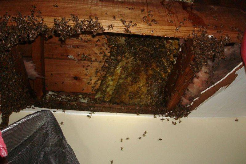 Как избавиться от ос в деревянном доме, как вывести пчел