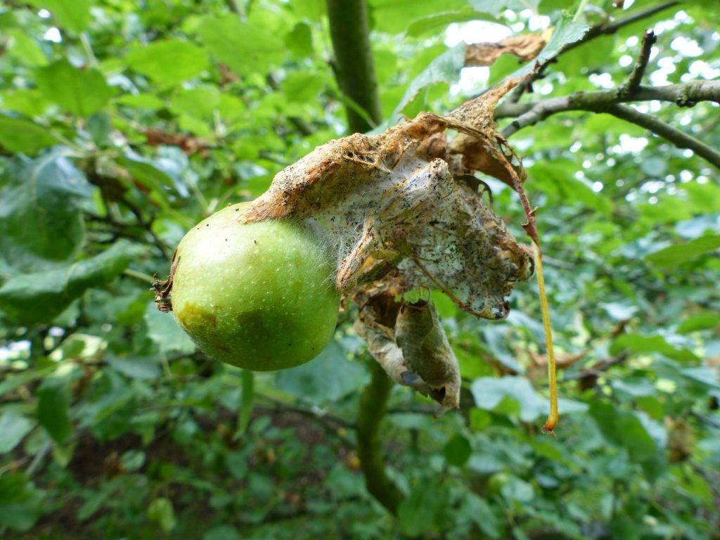 Как правильно бороться с паутиной на яблонях: рекомендации, фото и видео