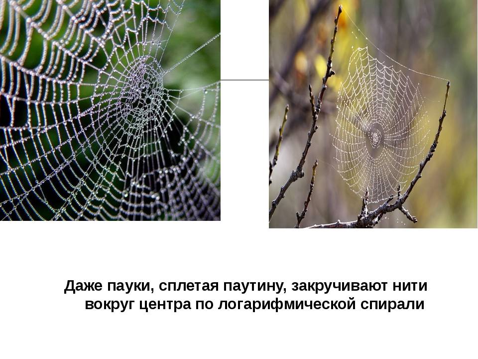 Как паук плетет паутину? где образуется и как используется пауком паутина :: syl.ru