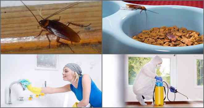 Почему появляются тараканы в квартире, куда обращаться и что делать, если насекомые ползут от соседей