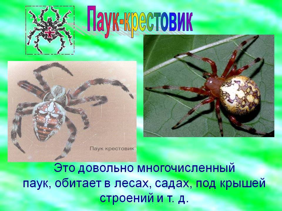 Опасен ли паук крестовик для человека